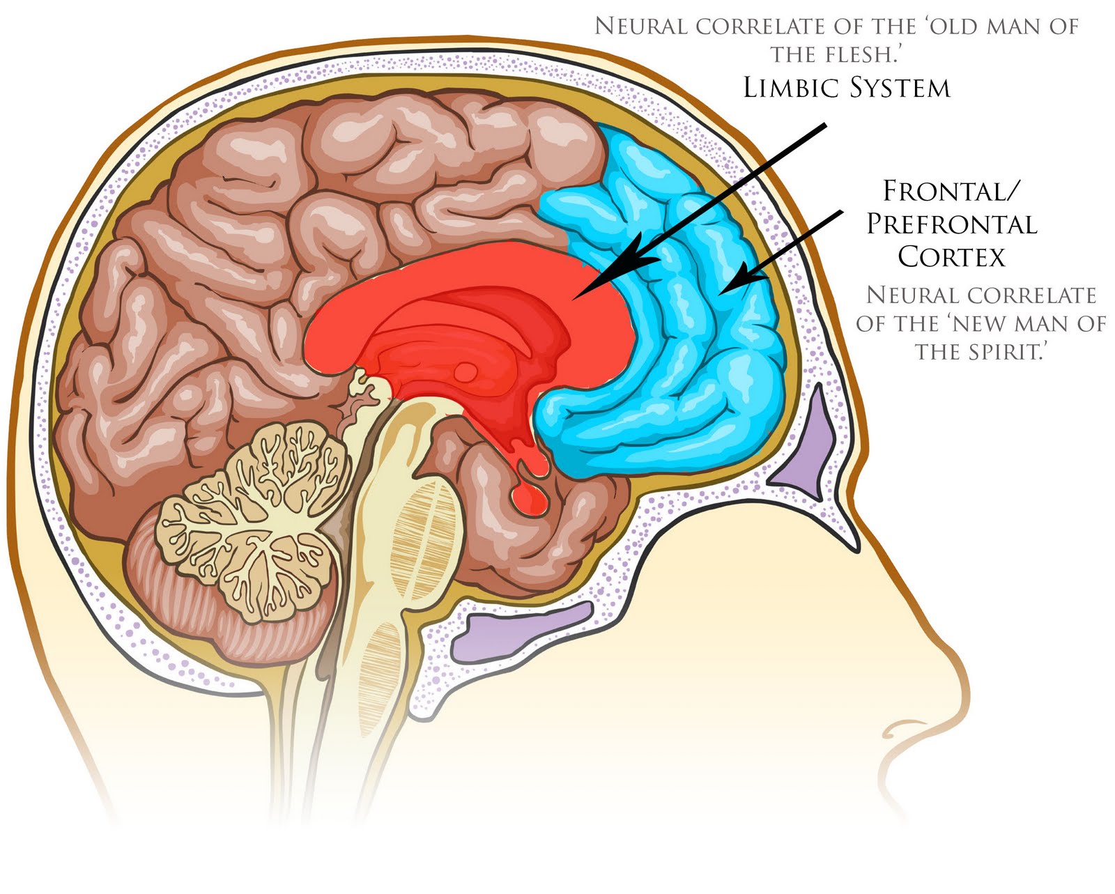 brain sex functions brain sex functions