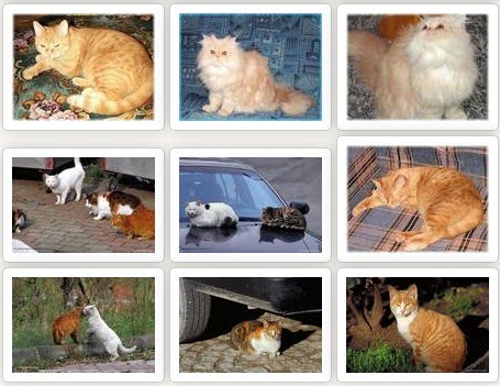 Download wallpaper kucing lucu , kucing persia, kucing anggora