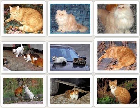 Download wallpaper kucing lucu , kucing persia, kucing 