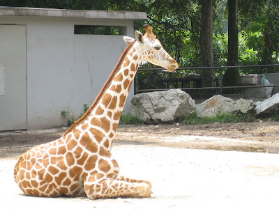 Giraffe