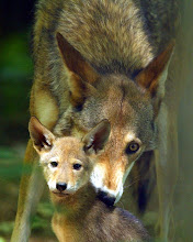Wolf and pup