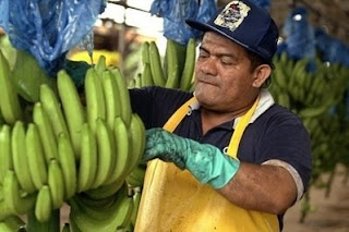 A worker tests the ripening process on bananas at the Penhamo farm, 60 km north of San Jose, a banana-dedicated plantation area in Costa Rica. (AFP File / Mayela Lopez)