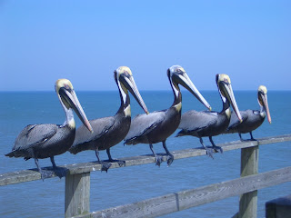 pelicans kure beach