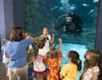 NC Aquarium diver