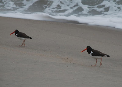 American Oystercatchers