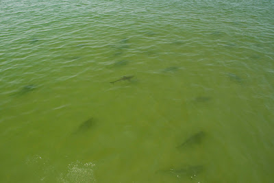 sharks