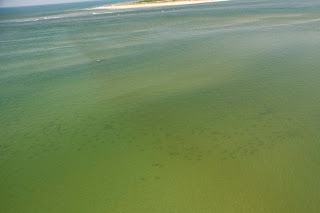 sharks