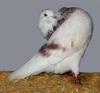 Slenke de Groningue Groninger_slenke(mealie)