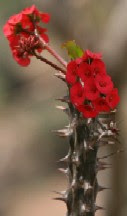 Crown of Thorns - Euphorbia milii Crown of Thorns - Euphorbia milii