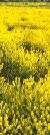 Scotch Broom Scotch Broom
