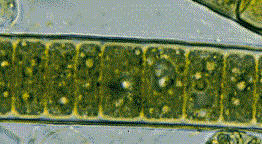 Cyanophyta (maybe)