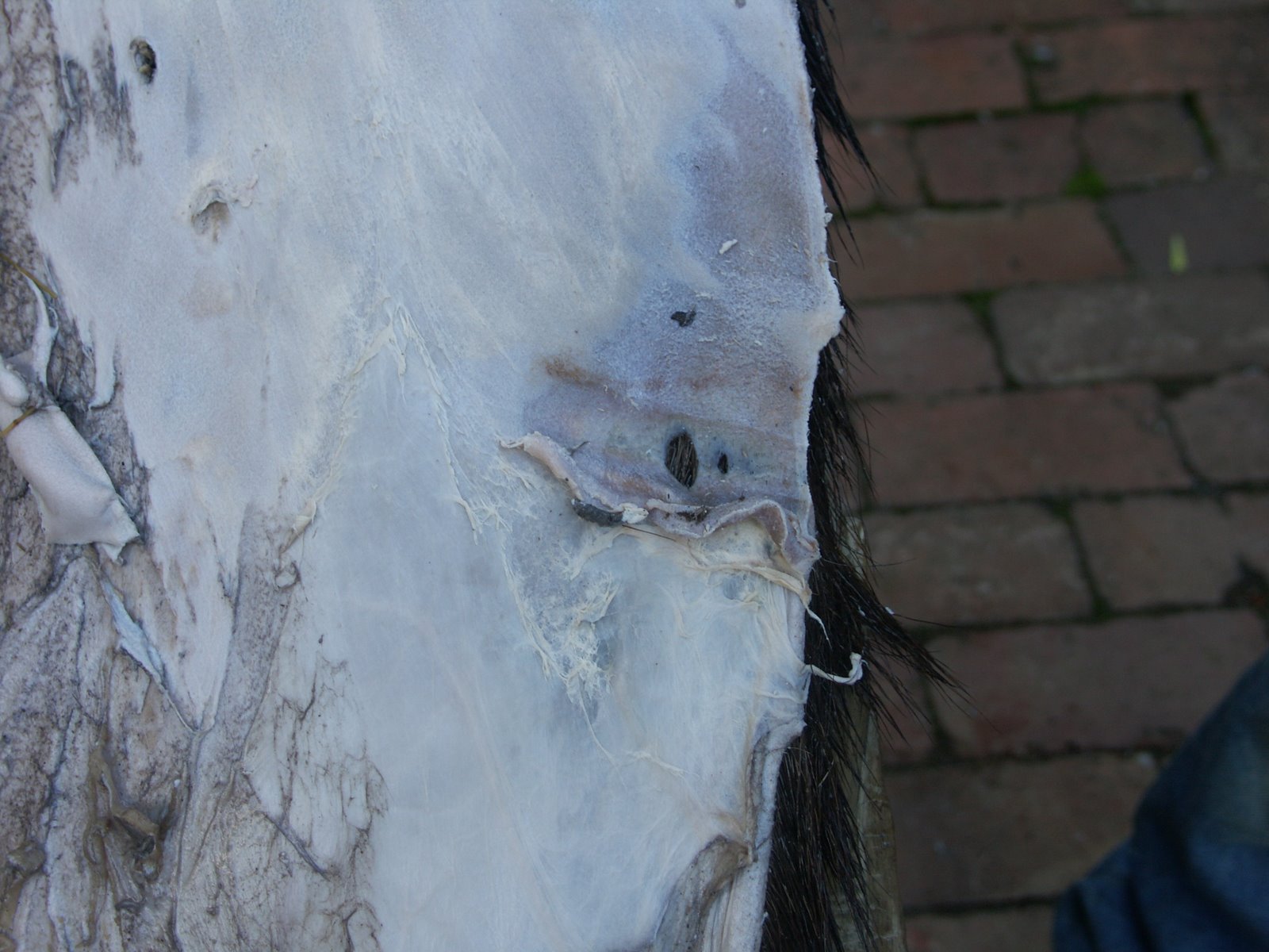 [Fleshing+too+close.JPG]