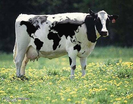 [world_cow.jpg]