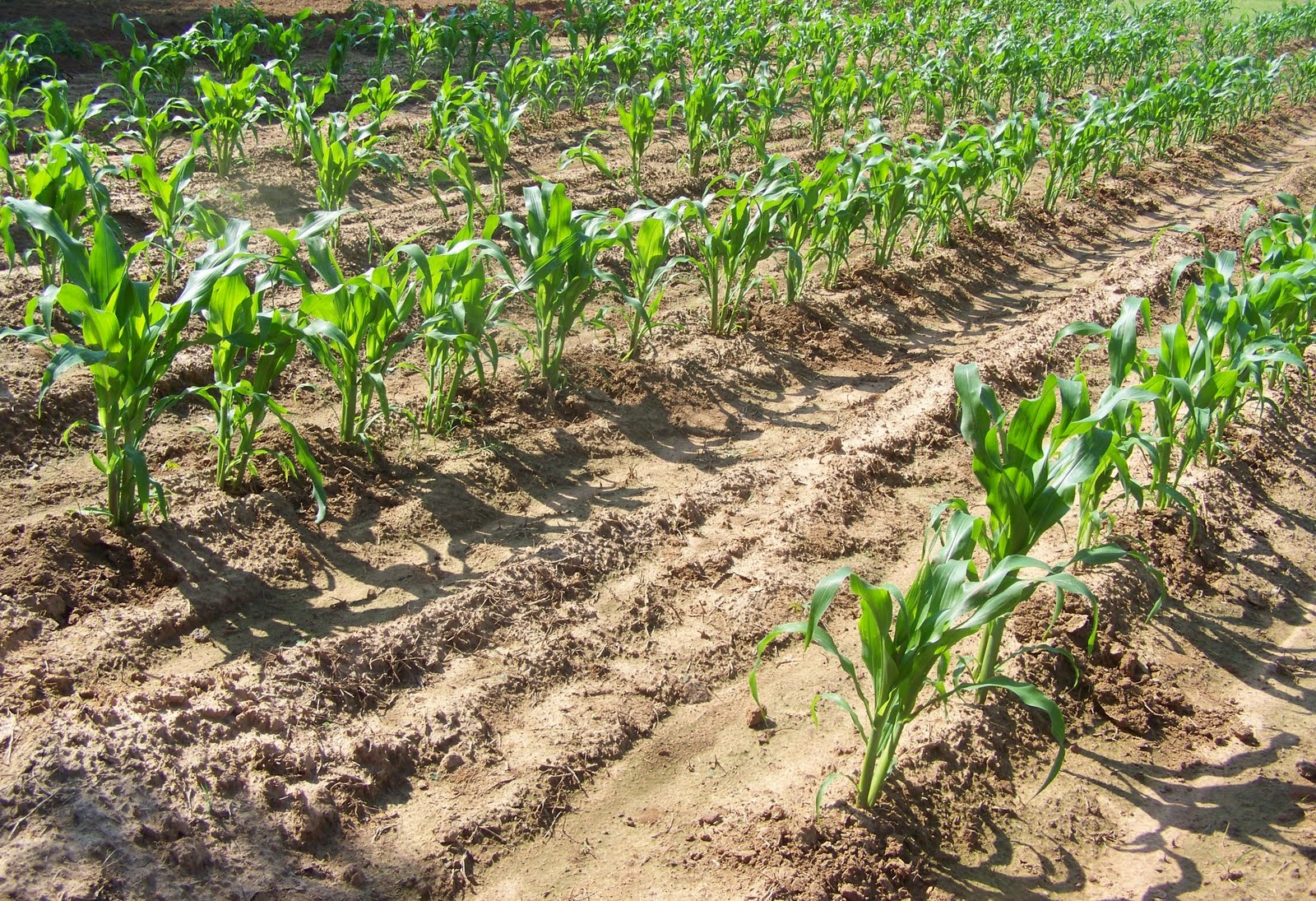 Galla Creek Ephemeris Corn Field Beans and Melons