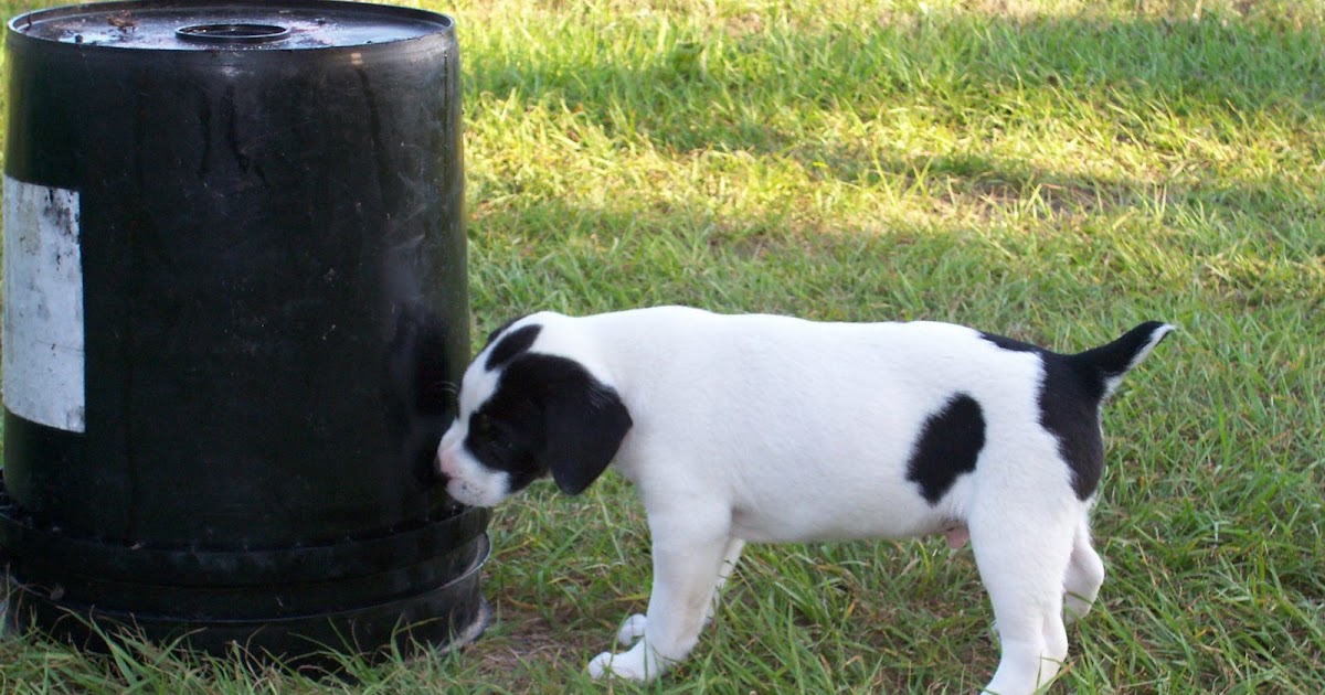 Galla FeistSquirrel Dog Hunting Photo Gallery Vance's Pup for Sale