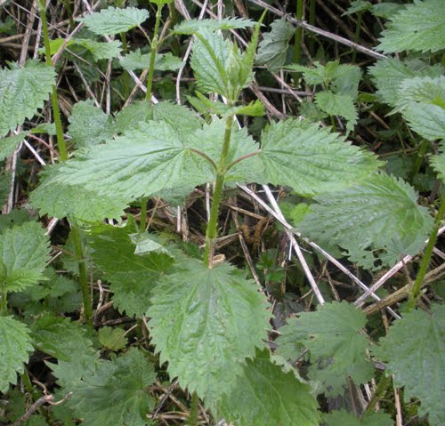 [nettles.jpg]