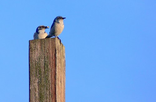 [88646559_bb8c0731ae.jpg]