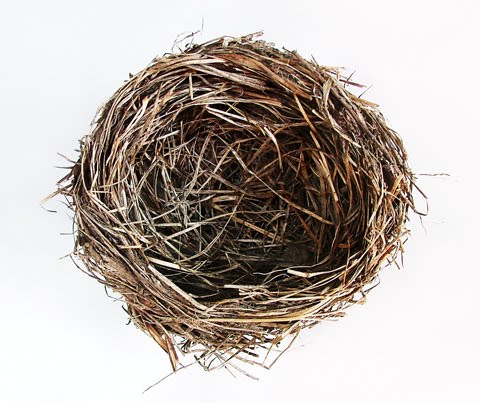 [bird-nest.jpg]