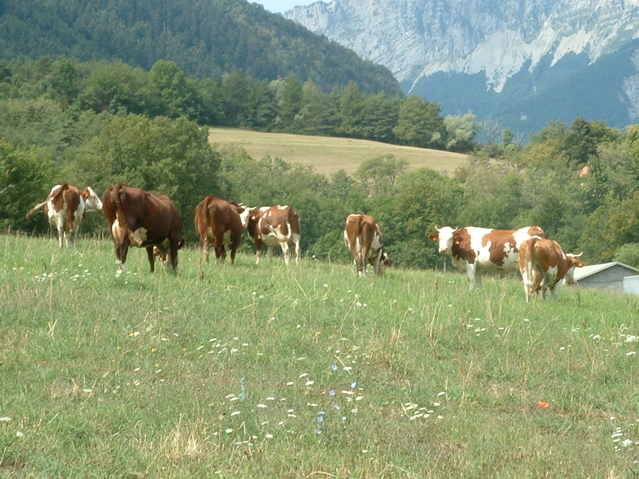 [cows.JPG]
