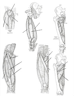 Blank Muscle Diagram http://physio101.blogspot.com/2008/05 ... blank leg diagram 