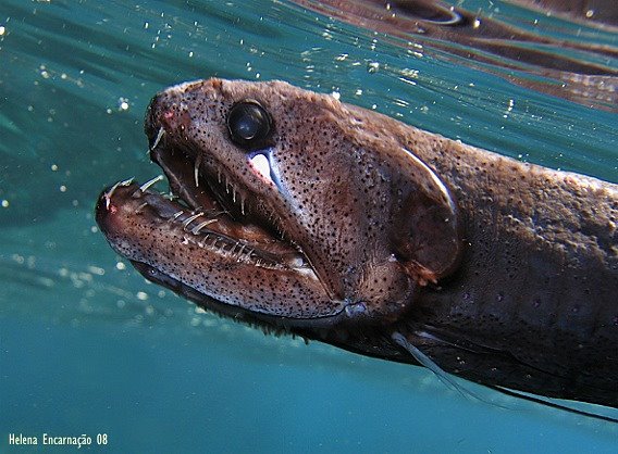 [Echiostoma_barbatumm.jr.jpg]