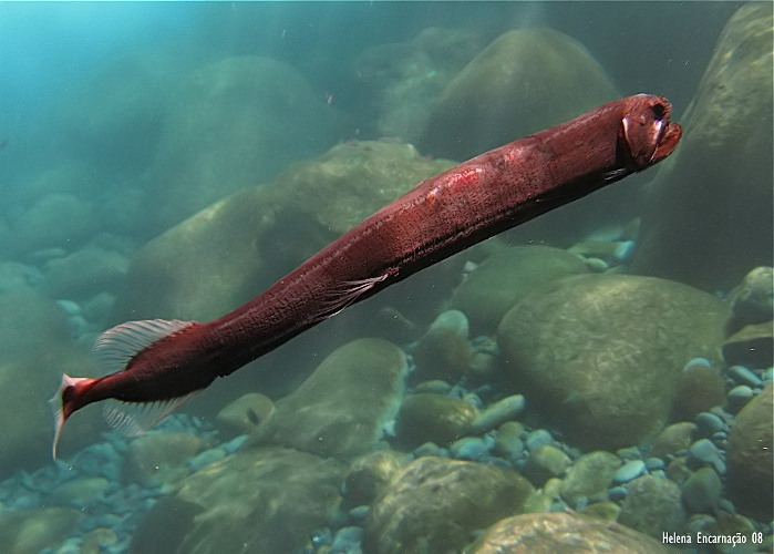 [echiostoma77_filtered.jpg]