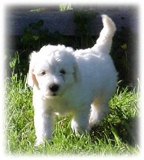 Mobile Dog Grooming Columbus Ga Mobile Dog Grooming Columbus Ga