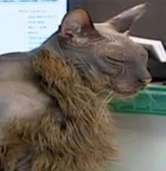 the ugly cat: is he the ugly cat pictures. the ugly cat: is he the