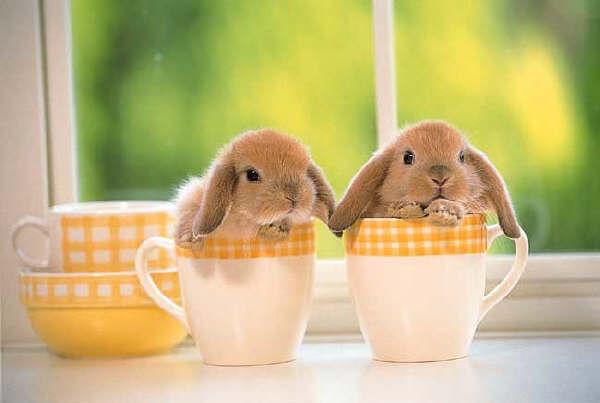 Bunny Friday Returns! Bunny Friday Returns!