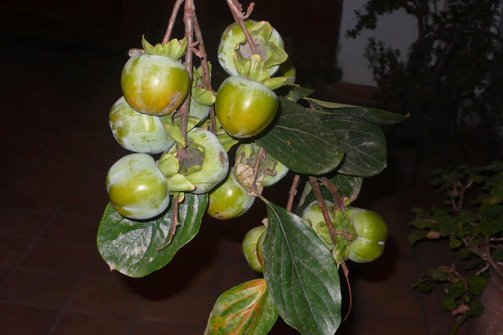 [L1000091.JPG]