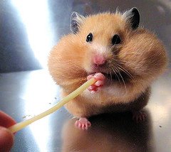 [Mouse+with+spaghetti.jpg]