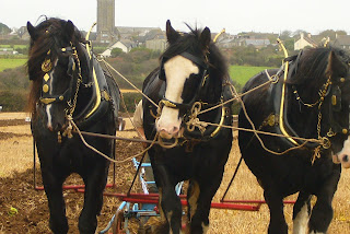 Shire Horses St. Buryan Cornwall