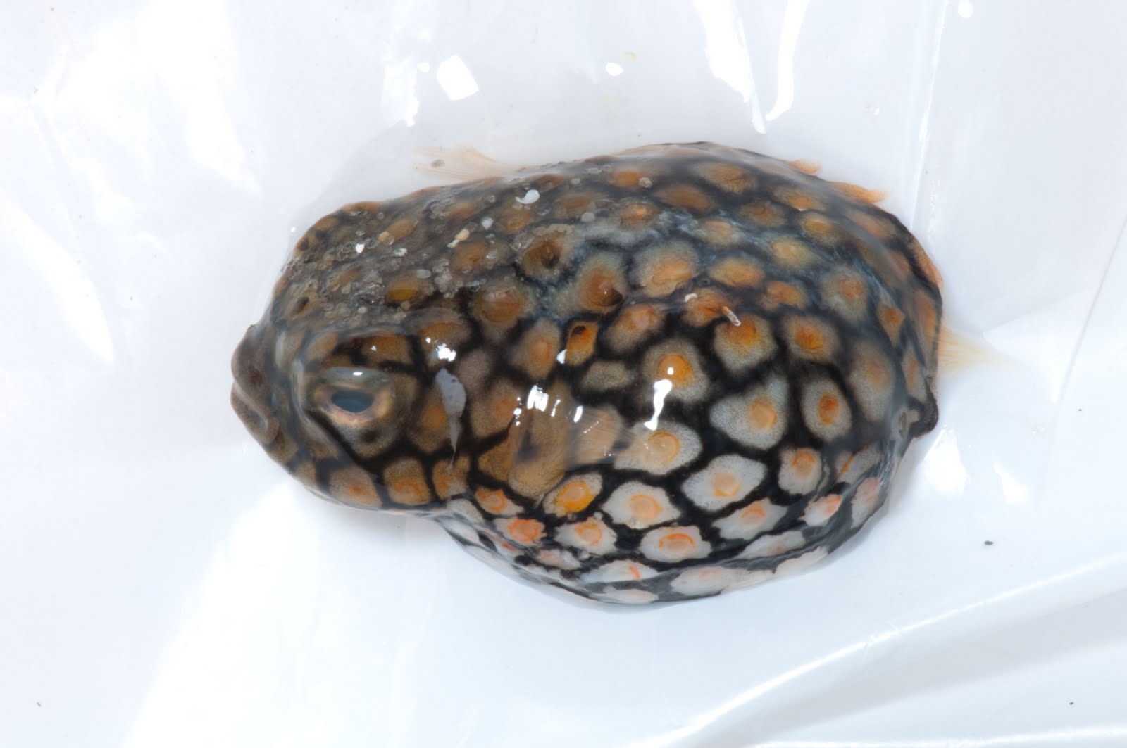 Fish: porcupine puffer The Life You (And I) Never Knew: YPM ICH 23585: A baby porcupinefish!