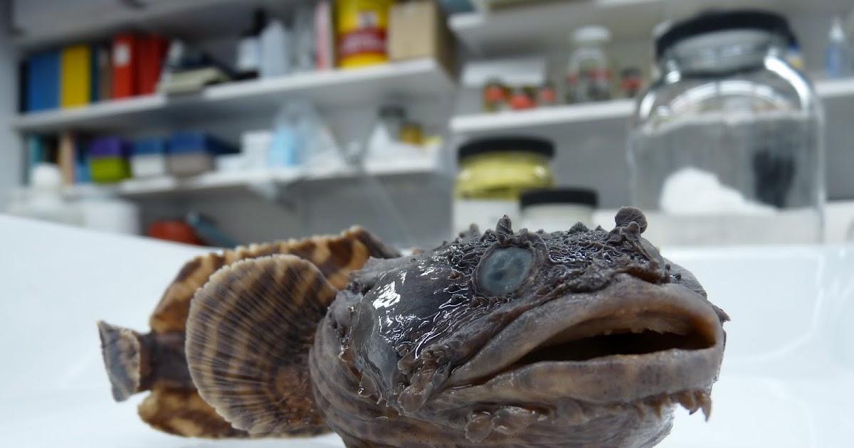 The Life You (And I) Never Knew Singing Toadfishes in Space