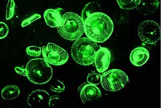 Pglo Gene