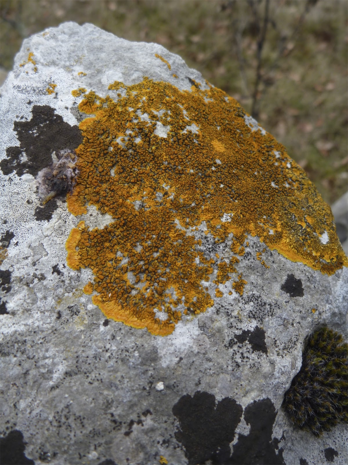 Dye Lot Lichens of the Lot
