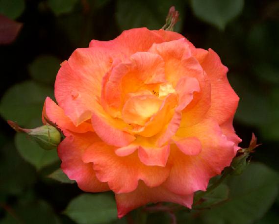 mardi gras rose plant