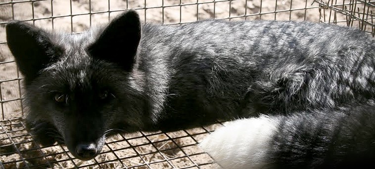 Siberian Pet Fox