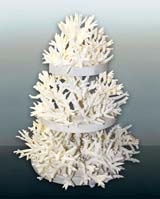 тема корали