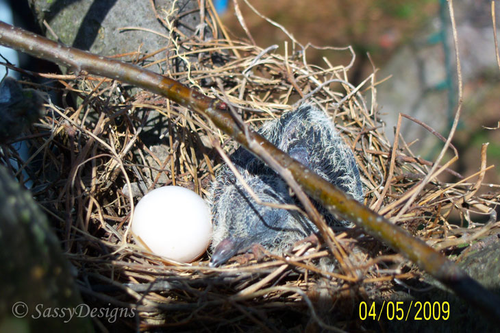 [Nest3a.jpg]