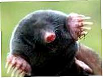 [mole.jpg]