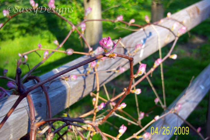 [Garden8.jpg]