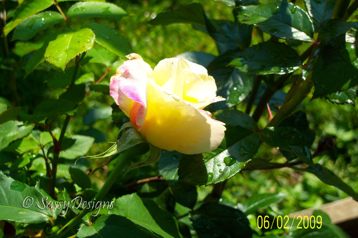 [Rose.jpg]