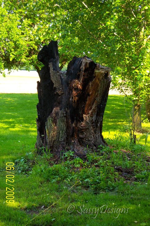 [Stump.jpg]