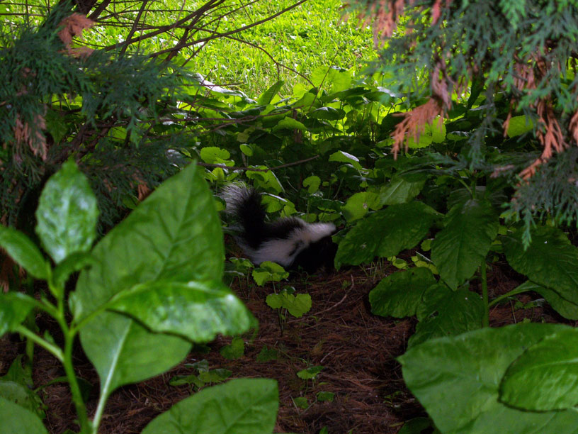 [Skunk5.jpg]