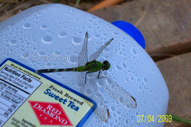 [Dragonfly4.jpg]