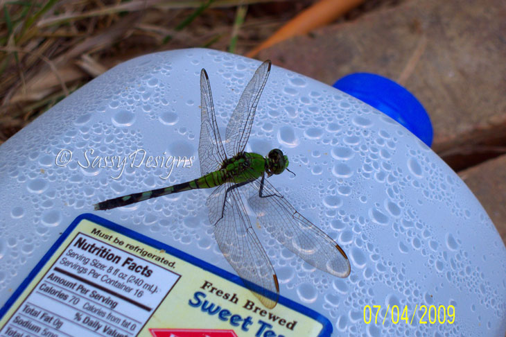 [Dragonfly2.jpg]