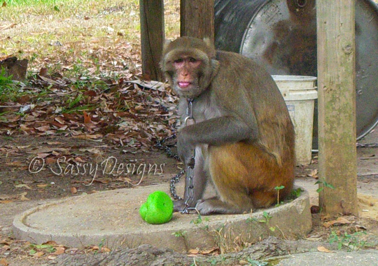 [Monkey3.jpg]