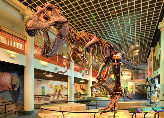 [dinohall-trex_526.jpg]