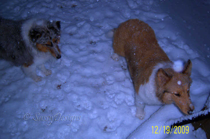 [SnowPuppies.jpg]